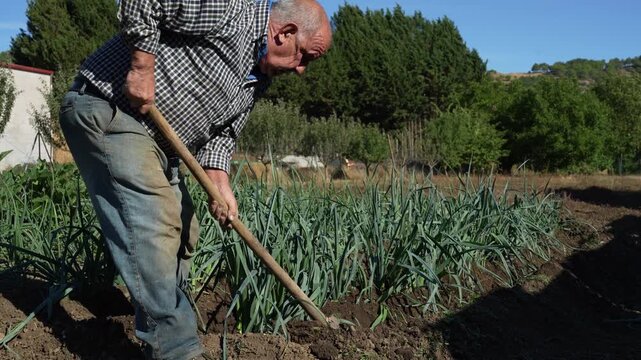 Elderly man working the soil with a hoe in a sunlit field of leeks