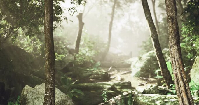 Blurry haze sways softly, Misty vapor slowly glides over landscape, Subtle fog drifts gently as vibrant flora and moss samples are examined in field