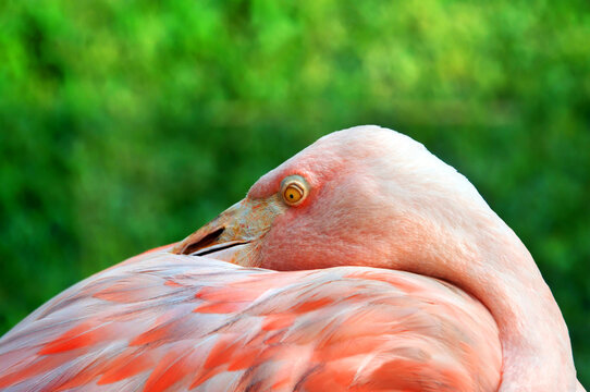 Beady Eye of Flamingo