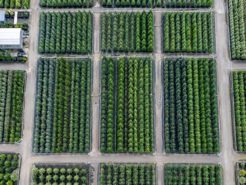 Aerial View of Tree Nursery in Geometric Rows