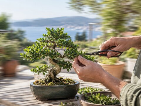 Gardener Pruning a Small Bonsai Tree