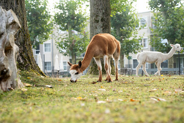 Obraz premium Side view of a slender brown and white guanaco grazing on a green lawn with fallen autumn leaves. Lama guanicoe eating grass in an outdoor paddock or urban zoo environment, horizontal shot with copy s