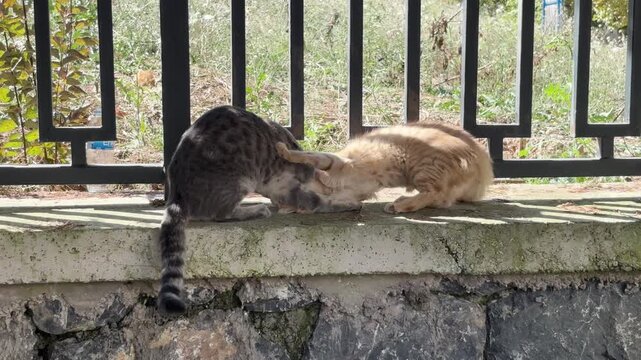 Stray cats playing and wrestling with each other