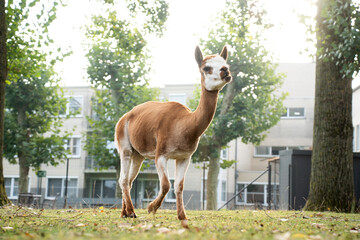Obraz premium Full body low angle view of a brown and white guanaco walking on a grassy lawn in sunny weather. Lama guanicoe standing in an outdoor enclosure or urban petting zoo with residential buildings and gree