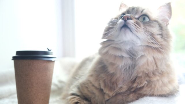 Adorable cat relaxing beside a paper cup of coffee; the warm aroma seems to linger in the air. The scene is rendered with soft focus to give it a cinematic, dreamy quality. 