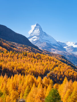 Vertical photo. Matterhorn mountain peak rising above a colorful autumn forest in Zermatt, Switzerland on a bright sunny day. Alpine autumn landscape.