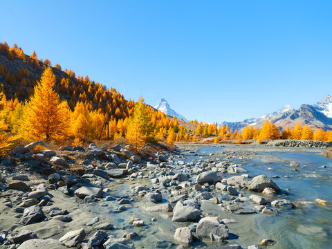 Forest and river with stones on a clear autumn day. Mount Matterhorn stands in the background under a blue sky. Zermatt, Switzerland.