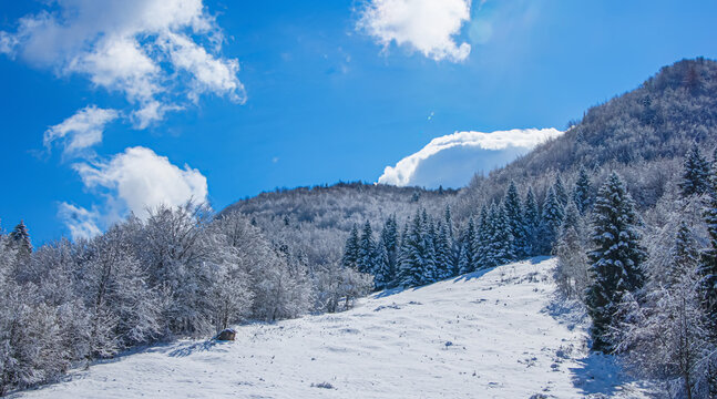 Scenic winter landscape in Rovereto, Trentino, Italy, featuring a snow-covered mountain slope with evergreen pine trees