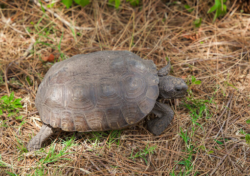 Tortoise on grass