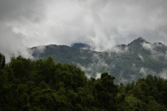 Bosques de Lago Ranco