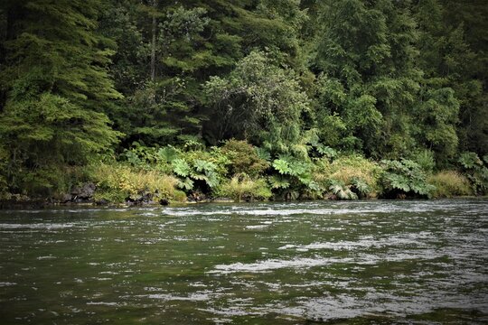 R&iacute;o Nilahue, Lago Ranco