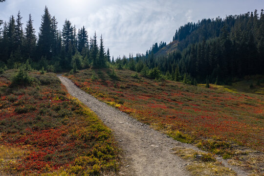 Autumn Mountain Trail Through Evergreen Forest and Red Meadow Near Chilliwack