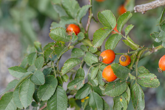 Fresh red berries on a branch in the bushes