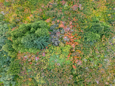 Aerial Autumn Forest Landscape With Colorful Foliage Over British Columbia Canada