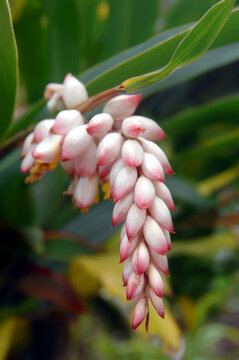 Big Island Shell Ginger
