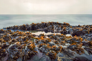 Glossy orange tipped seaweed carpets dark rocks around a still rock pool as a long exposure smooths the sea to mist © Kafi