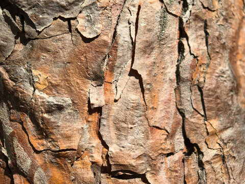 Detailed close-up of textured bark revealing nature's artistry