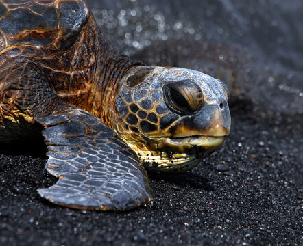 Black Sand Beach is Bed for Green Sea Turtle