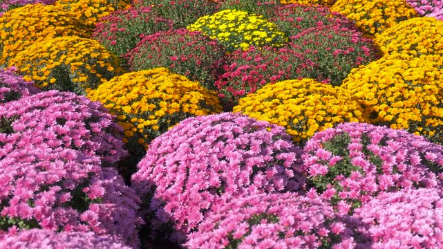 Colorful chrysanthemums against sunny garden. Sunny day with chrysanthemums growing in the sun during day time