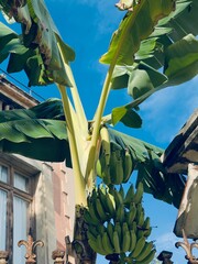 banana tree branch in front of an old building in Spain  © Michaela