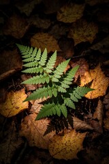Obraz premium Green fern plant grows through dry autumn leaves on dark forest floor. Sunlight hits young fern foliage in wood. Small plant survives fall season among orange, brown maple leaves. Nature background