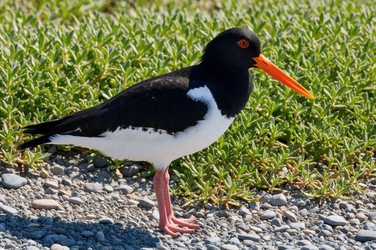 Eurasian oystercatcher bird stands on pebble beach near green coastal plants. Black, white seabird with long orange beak walks on stones. Wild animal lives in nature near ocean shore during spring