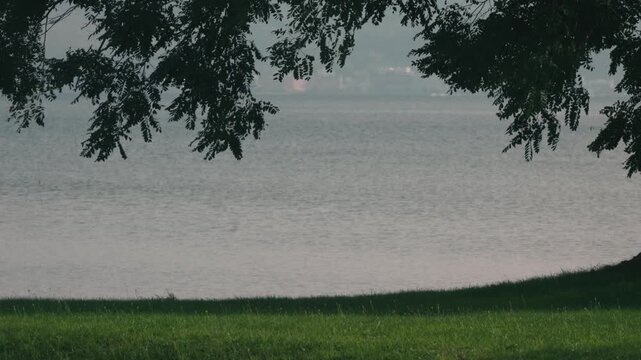 Large tree casting shade over a grassy park with water in the background
