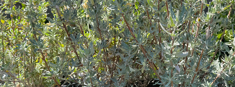 Drought resisting salvia shrub plants