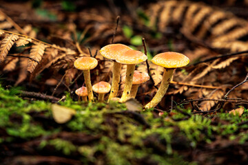 Mushrooms at Julius River Rainforest Walk, Tarkine, Tasmania, Australia © Colin Bourne