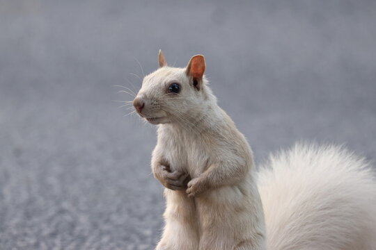 Close-up shot of a rare leucistic white squirrel in nature.