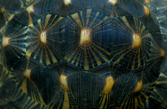 Closeup of Turtle Shell