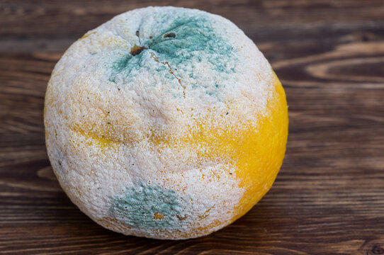 A whole rotten orange covered in green and white mold sitting on a wooden surface
