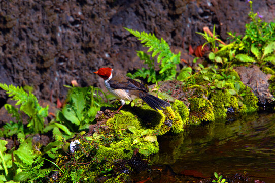 Curious Bird Called Red Crested Cardinal