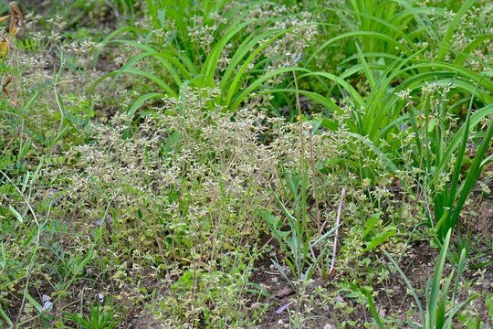 Sticky chickweed (Cerastium glomeratum). Caryophyllaceae annual. It is a small weed covered in hairs, bearing cymes at the tips of its stems.