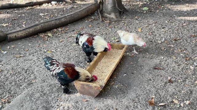 H&uuml;hner, H&auml;hne beim picken.