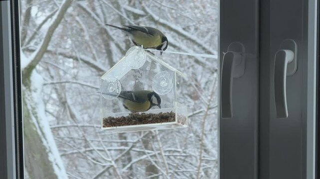 Two small birds feeding together on transparent window feeder Symbol of sharing cooperation and survival in winter Ideal for social concepts teamwork and kindness storytelling