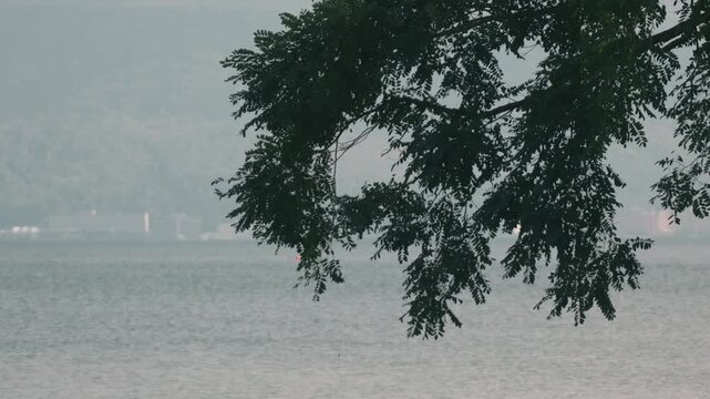 Delicate Leaves Swaying on Large Branches Against a Light Blue Water Surface
