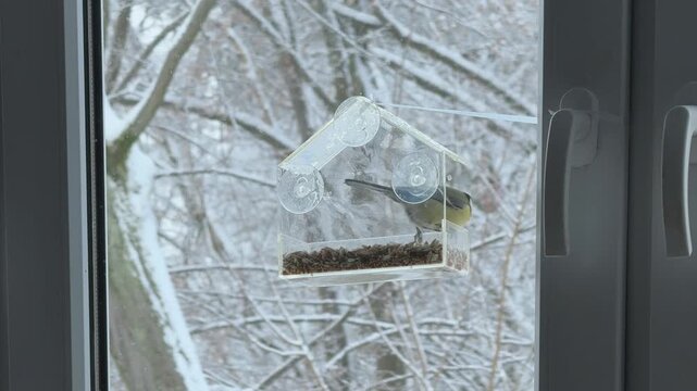 Two small birds share transparent feeder on kitchen window during snowy winter day Family home mood meets wildlife observation Great for ecology kindness christmas and seasonal content