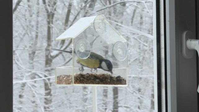 Transparent feeder hanging on window with snowy forest behind Minimal winter composition for nature background home comfort and seasonal storytelling with copy space feeling