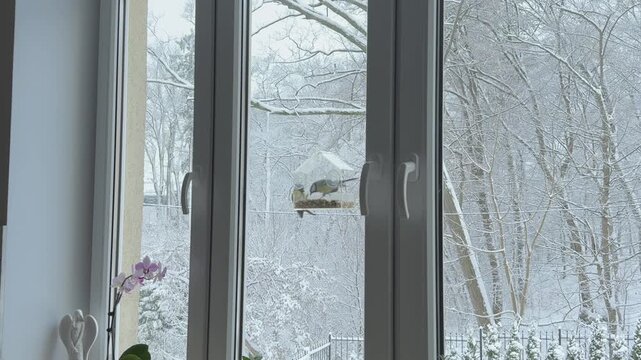 Birds visit transparent feeder attached to home window while snowy branches fill background Winter feeding scene for wildlife care seasonal lifestyle and cold weather concepts
