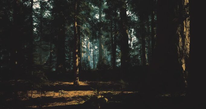 long shadows crossing pine forest, rich contrast between sunbeams and shade, textured bark and leafy floor create dramatic late light scene