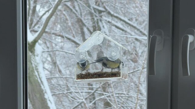 Close up of titmouse feeding on seeds in transparent window feeder Cozy winter home scene with wildlife interaction Perfect for nature care concepts birdwatching and seasonal winter content 