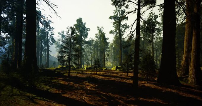 golden hour pine clearing with warm light and soft shadows, small meadow tone offering meditation or wellness retreat setting, calm atmosphere with gentle