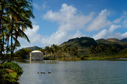 Hawaiian Geese float on Lagoon on Kukuiolono Golf Course
