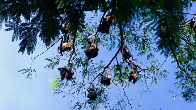 Indian flying foxes bats Pteropus medius hanging in tree during daylight in Sri Lanka