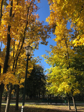 Golden Autumn Park