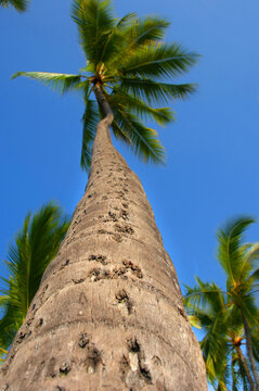 Trunk of Palm Tree Twists Toward the Sky