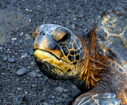 Turtle is on Endangered List