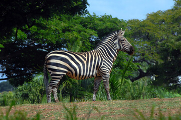 Wary Zebra © Bonita
