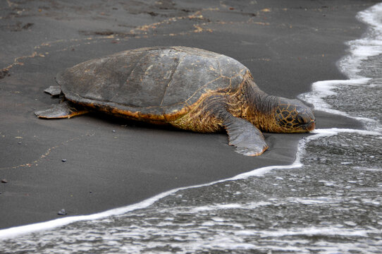 Washing Turtle's Face